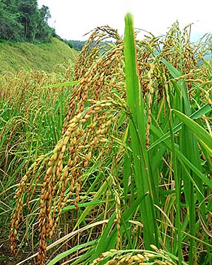 'Rice Blades in Thailand' by Asienreisender